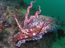 Giant cuttle, Bare Island by Doug Anderson 
